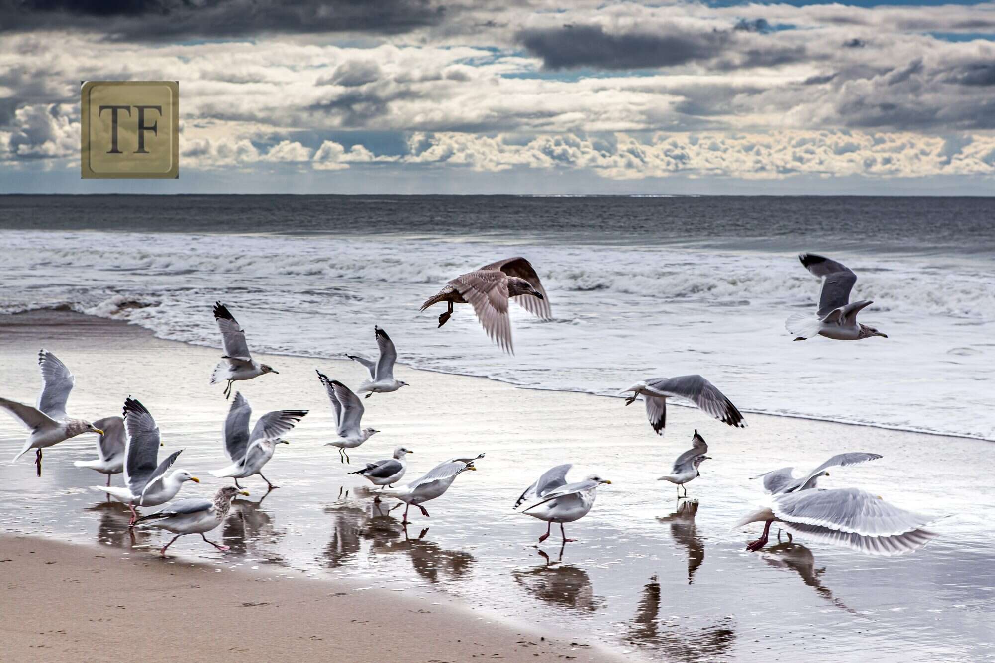 a collection of seabirds